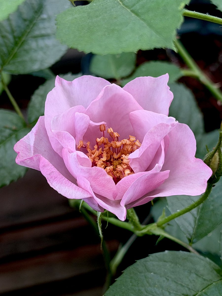 あげは tweet media