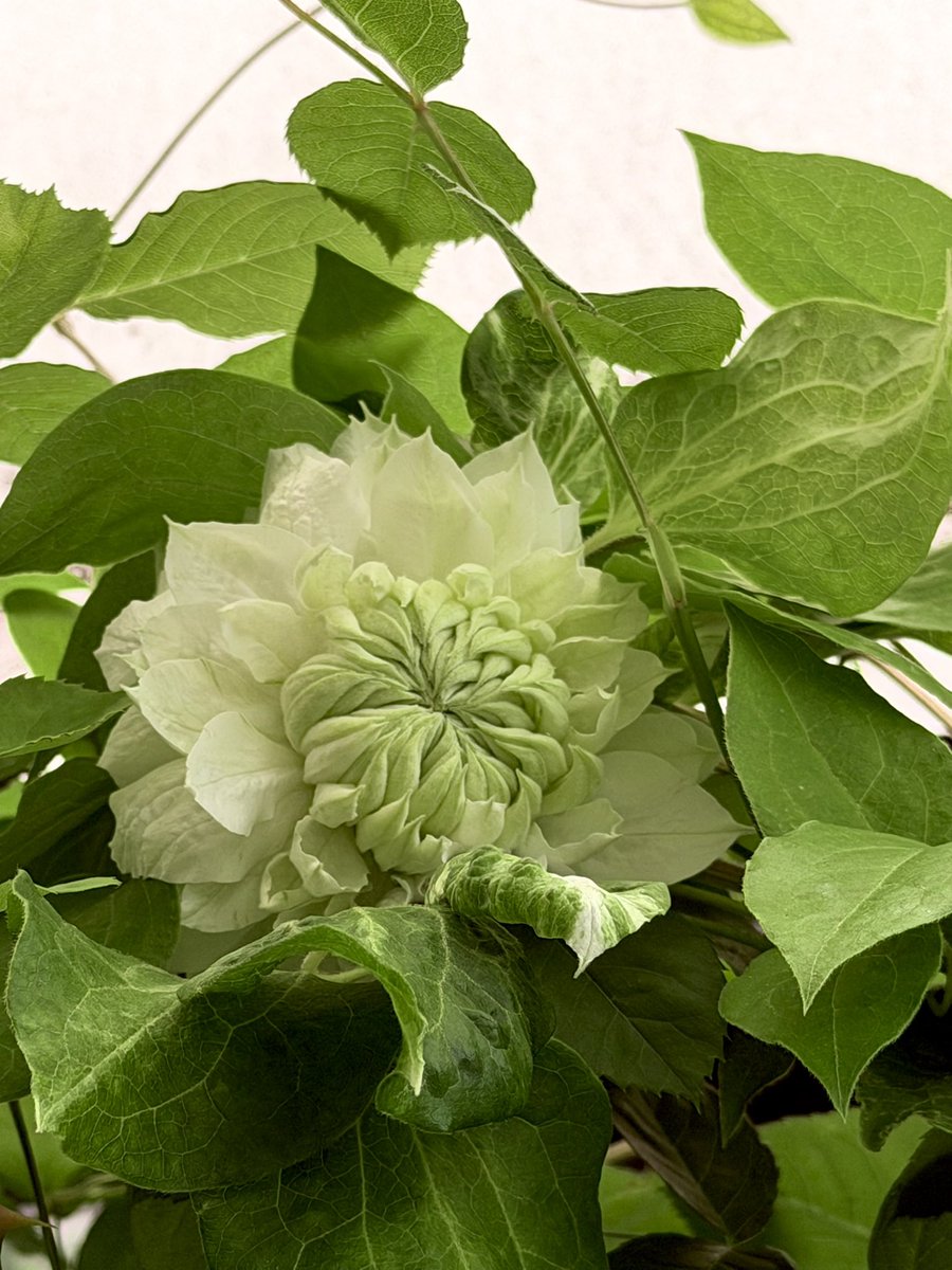 あげは tweet media