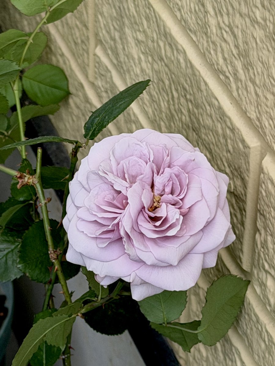 あげは tweet media