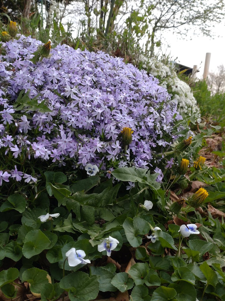 見上げていた春から、足元の春へ…
雑草と戦いながら力強く咲く花達です！
スミレ、芝桜、たんぽぽ…
#シェア天
#空ネット
#ふくいま
#花のある暮らし