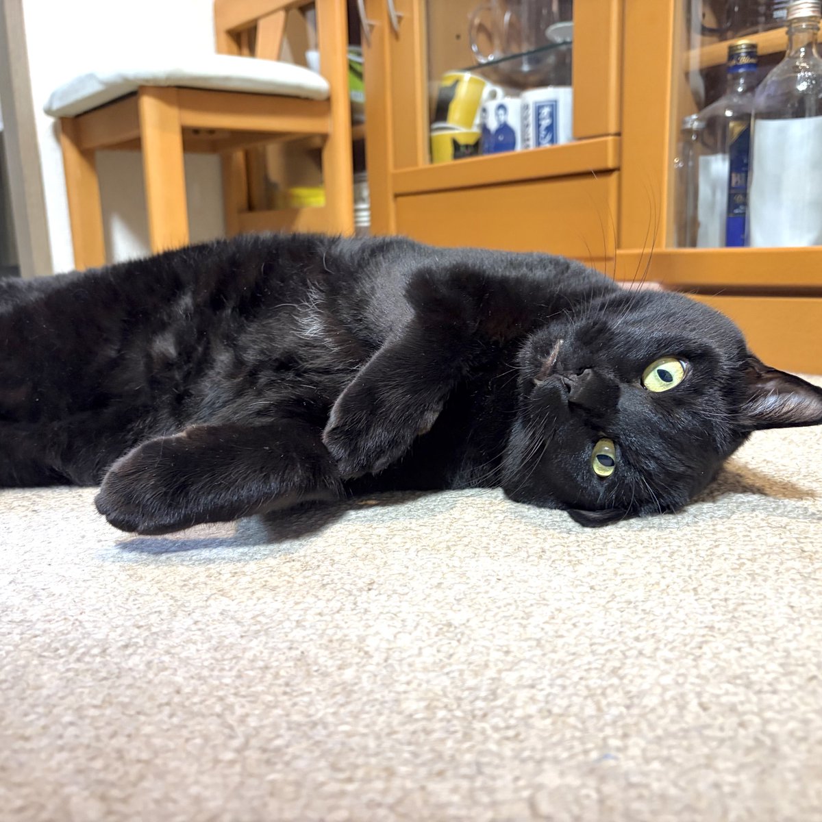 noco20260423

#ノコフォト #黒猫 #blackcat