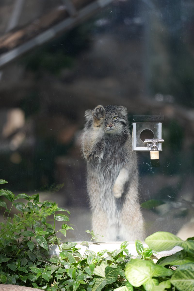 k-ji@続！鳥展公式トリバサダー tweet media