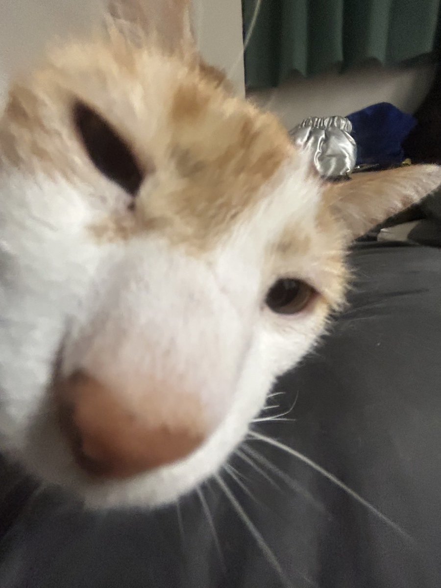 チャー坊 tweet media