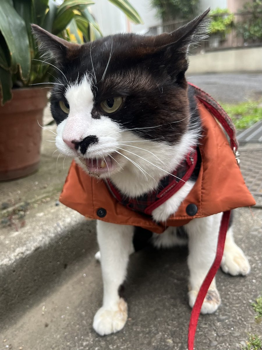 五十嵐  香織 tweet media