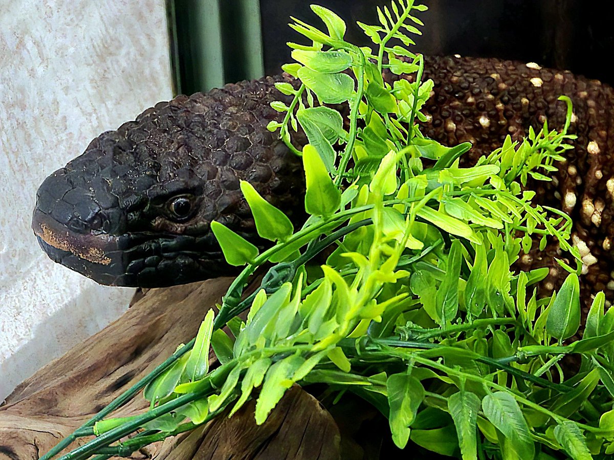 the swamp amp tweet media