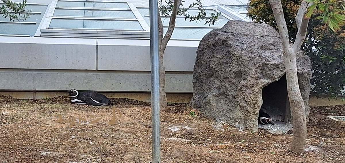 コットン♪ tweet media