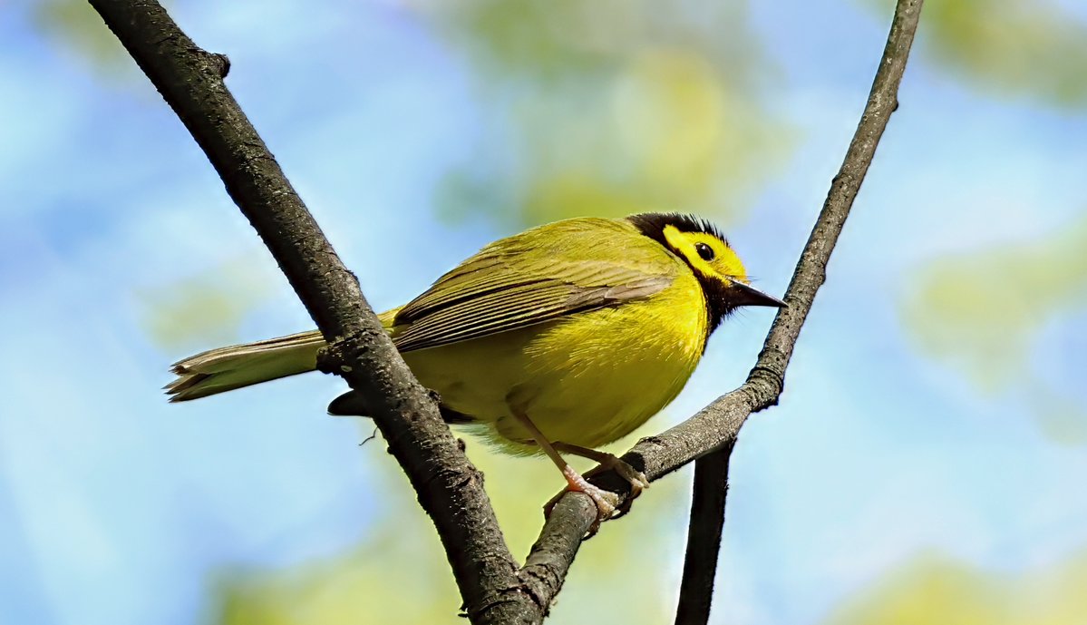 MPanda73's tweet image. @BirdCentralPark #birdcpp Happy Earth Day! Trying out new equipment. Still haven't figured out how to use it to the fullest. Early days yet. Great egret, osprey, green heron and hooded warbler. Central Park this week.#earthday #birds #birdphotography #nature #wildlife