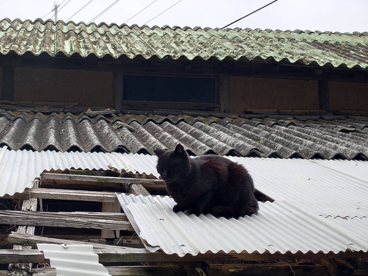 青島猫を支援する会-青島・島民15人猫100匹以上の島- tweet media