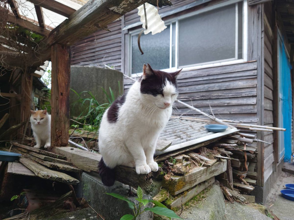 青島猫を支援する会-青島・島民15人猫100匹以上の島- tweet media