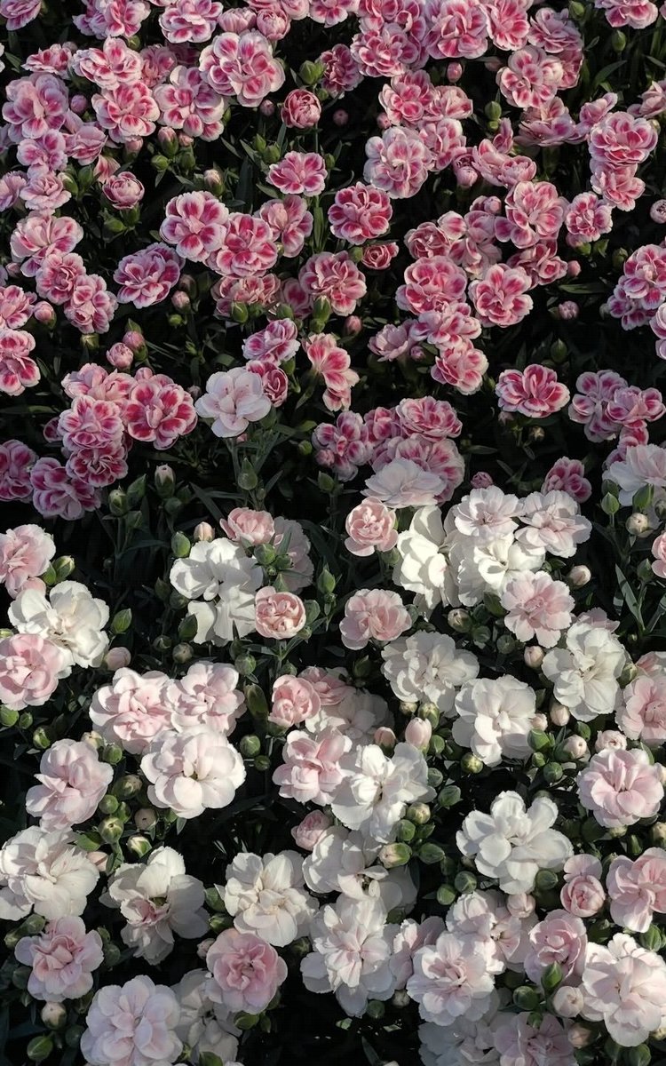 신지오 tweet media