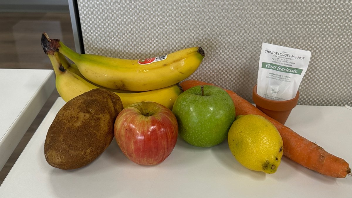 govista's tweet image. Happy Earth Day! 🌎💚

Thanks to everyone who stopped by Huisache Hall to check out our fresh produce and take some home. We love being part of a community that cares about our planet! 🌿

#NVC #EarthDay #Planet #Sustainable #Environment #Conservation