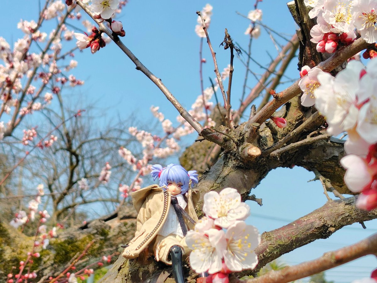 カロリック tweet media