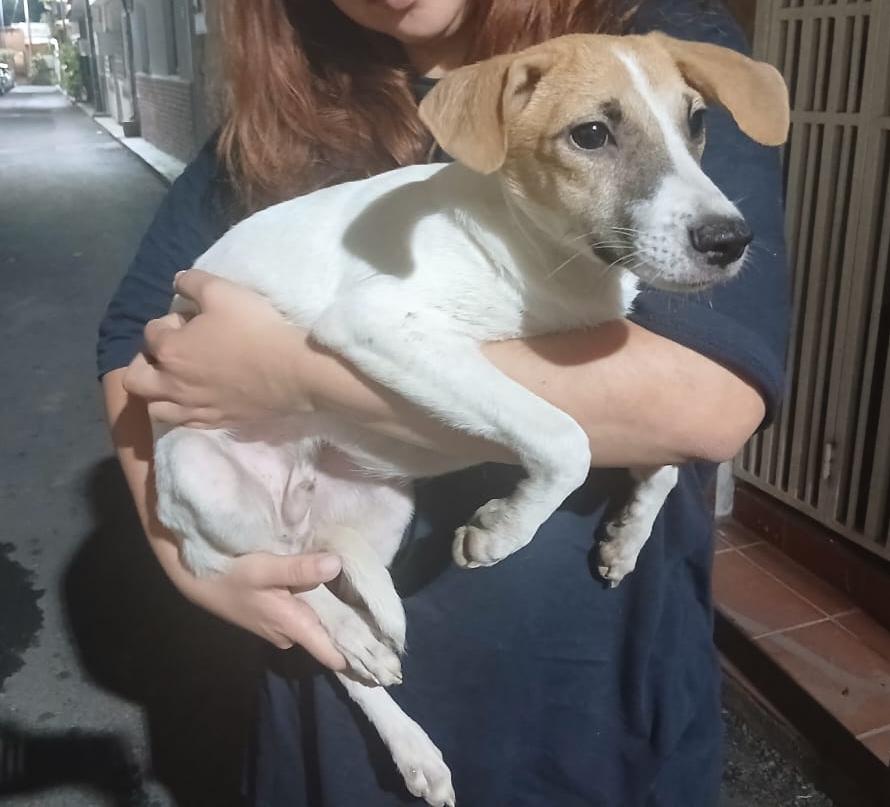 Reporta <a href="/eglesca/">eglee escalante</a>: Este bb machito fue rescatado ayer de la autopista sector la floresta. Está  aterrorizado. Urge hogar! tiene resguardo hasta hoy. Agradezco difundir +58 412-8997054. Caracas.