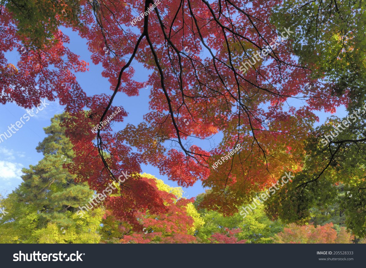 DianaCarvalheir's tweet image. Community Clean-Up Day!  Sat, Oct 12 | 9AM-12PM | Maple Park  Bring gloves/bags—we’ll sort recycling too!  Prizes for top 3 "eco-teams"   Join neighbors to keep our space green! #MapleCommunity #GreenInitiatives