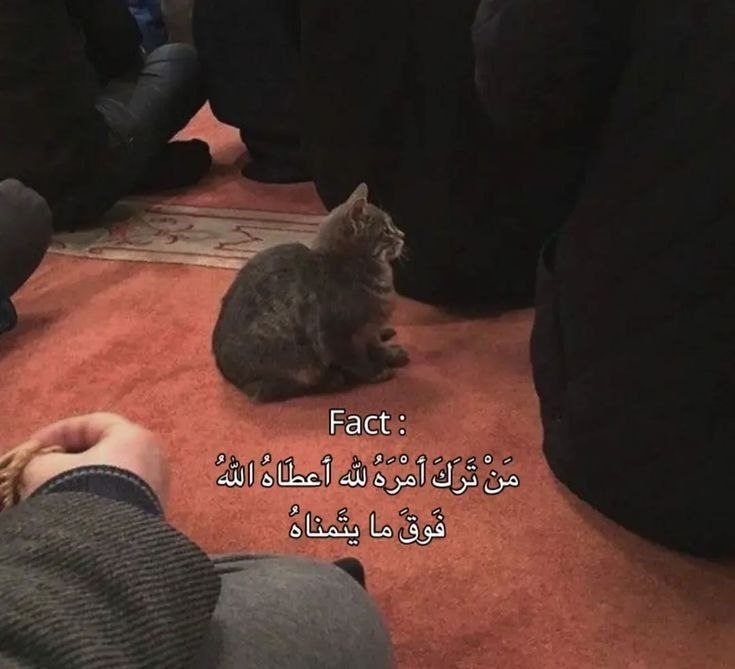 𝙽𝙾𝙽𝙰ᥫ᭡ tweet media