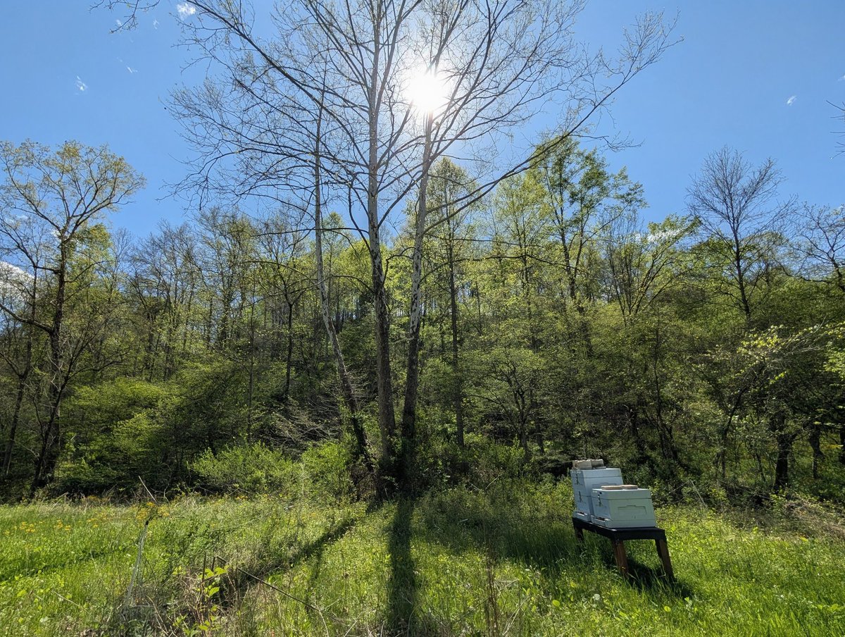 Woodster1776's tweet image. Original photo turned into label on the second one. Brainstorming ideas for honey labels for future reference. Thoughts? #beekeeping #honey