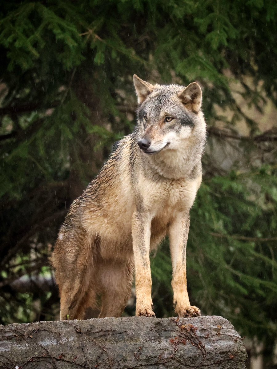 ザン／生きもの・自然写真 tweet media