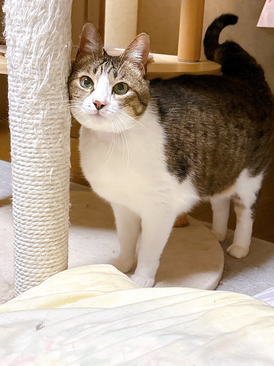 イシダイ tweet media