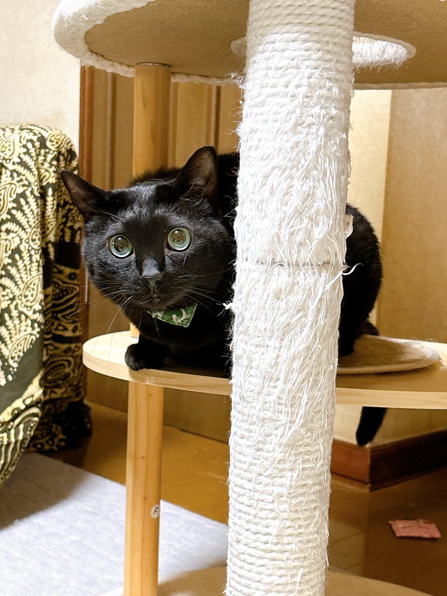 イシダイ tweet media