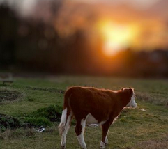 Sam & Thia C 1.0 tweet media