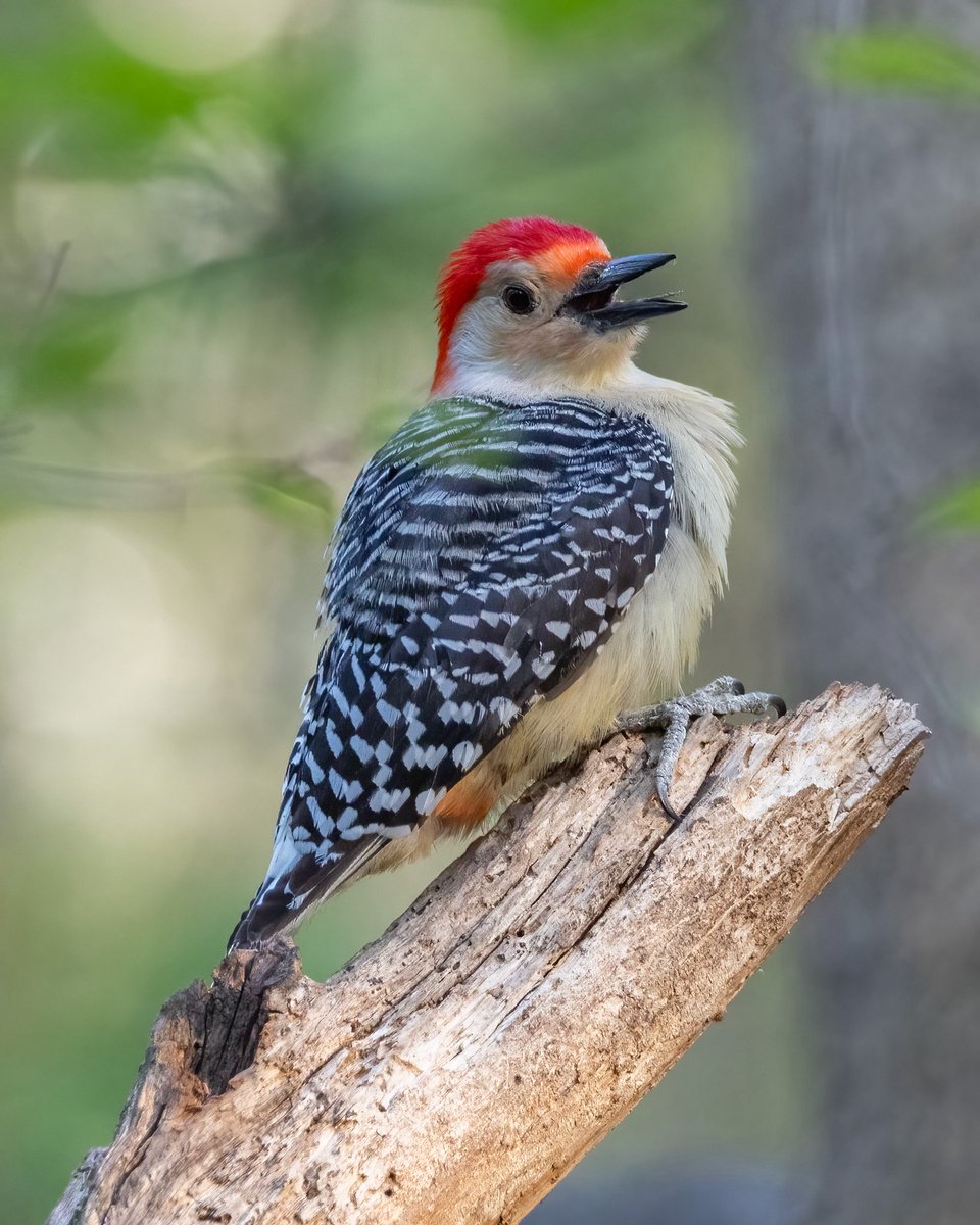 VenusNabs's tweet image. I saw this beautiful Red-bellied Woodpecker last week at the Central Park Loch #birdcpp #birds #nature #wildbirdphotography #wildlife #CanonPhotography