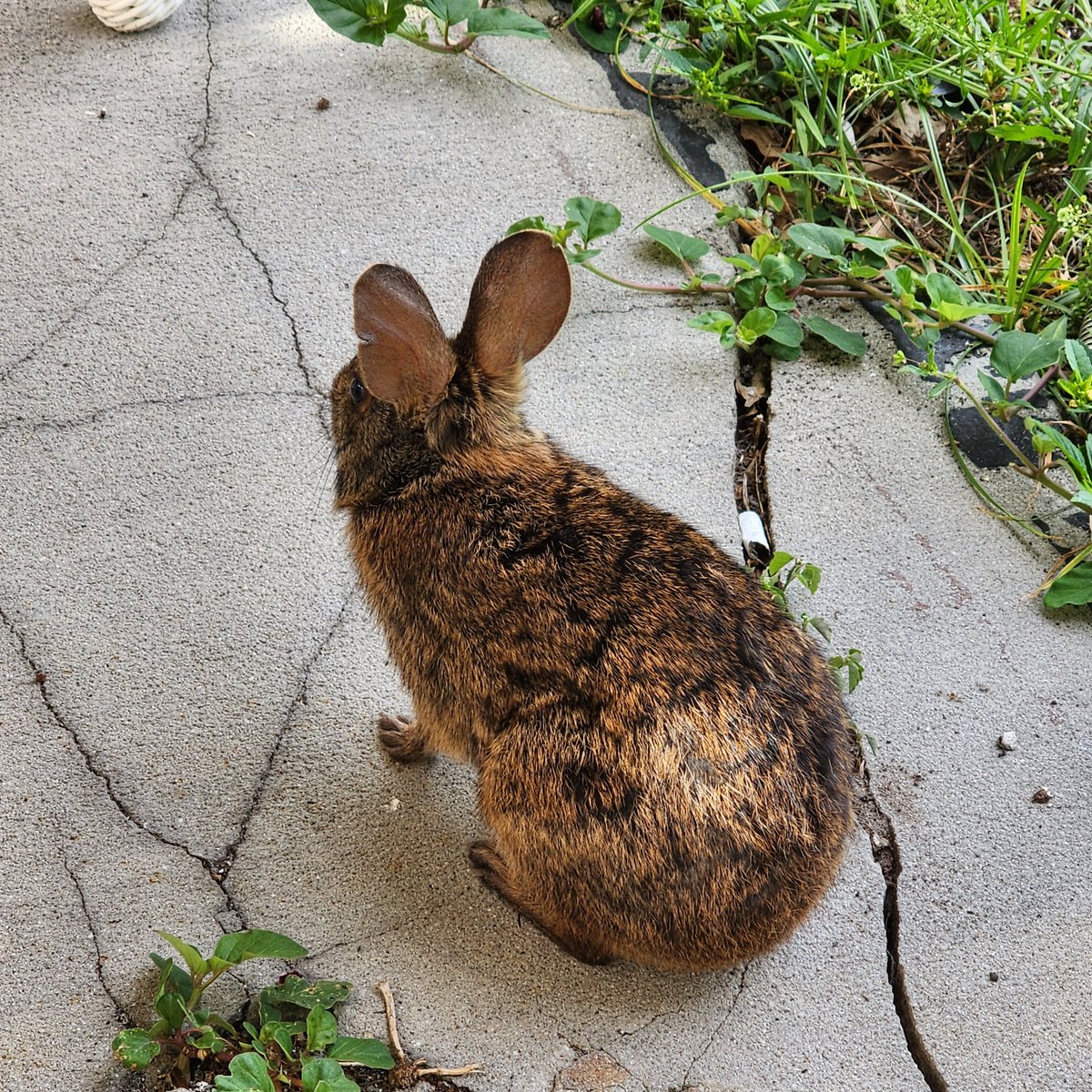clinger7233's tweet photo. Couple of the marsh bunnies that live in the back yard. They're here morning and night for their craisins. Nic and Spot, lol. https://t.co/k0goTjI0AL