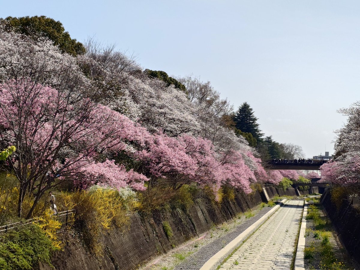 残堀川の桜
#昭和記念公園
#桜