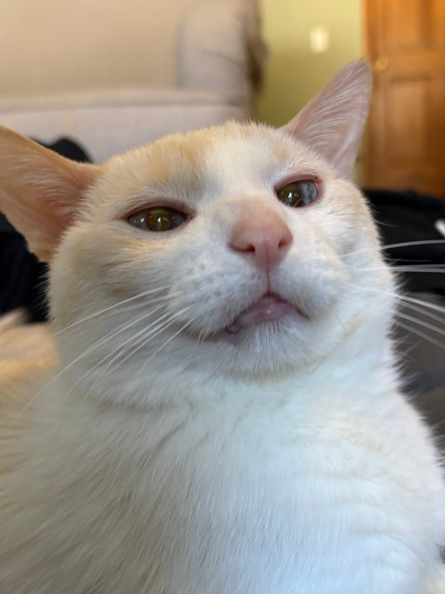 Ganymede tweet media