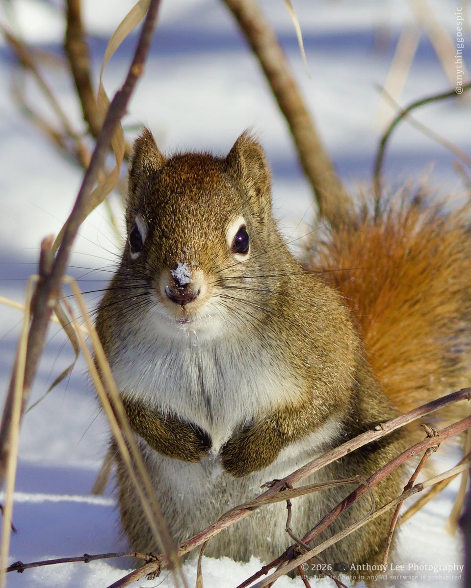 anythinggoespic's tweet image. Snow on the nose.  
| Photo Gear | 
📷 Canon EOS R10 
Lens: Canon RF 100-400mm IS USM 
Focal length: 149mm 
ISO: 160 
F: 7.1 
Exposure: 1/500 
#NaturePhotography #ShotOnCanon
