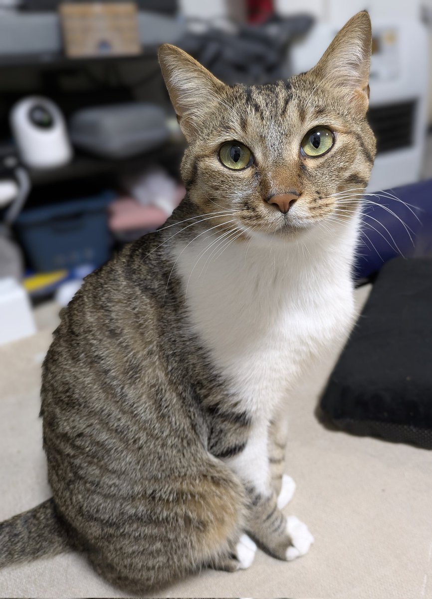 テトは本日献血に出動します
もしよければ応援してあげてください