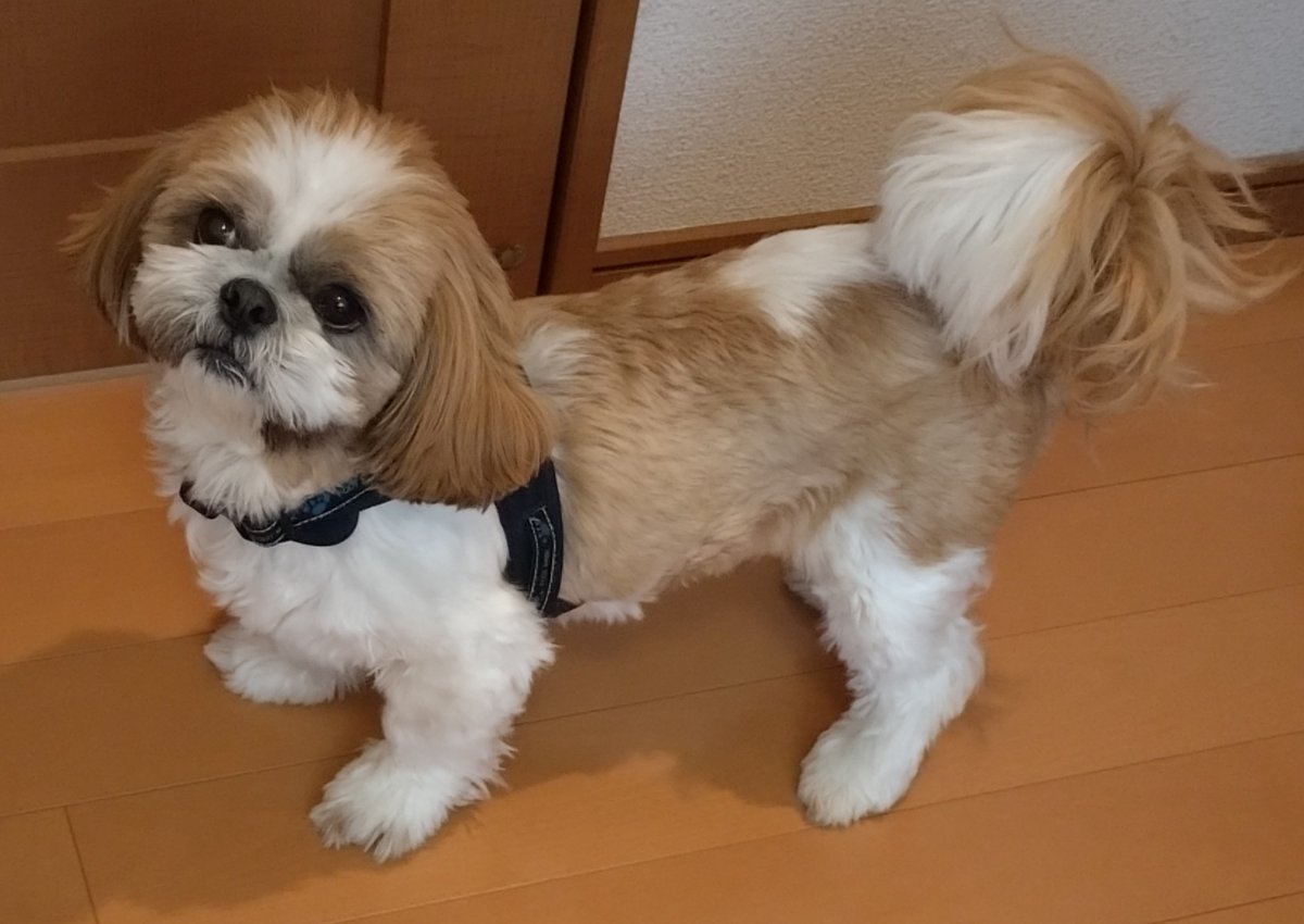 にこらすほわいと tweet media