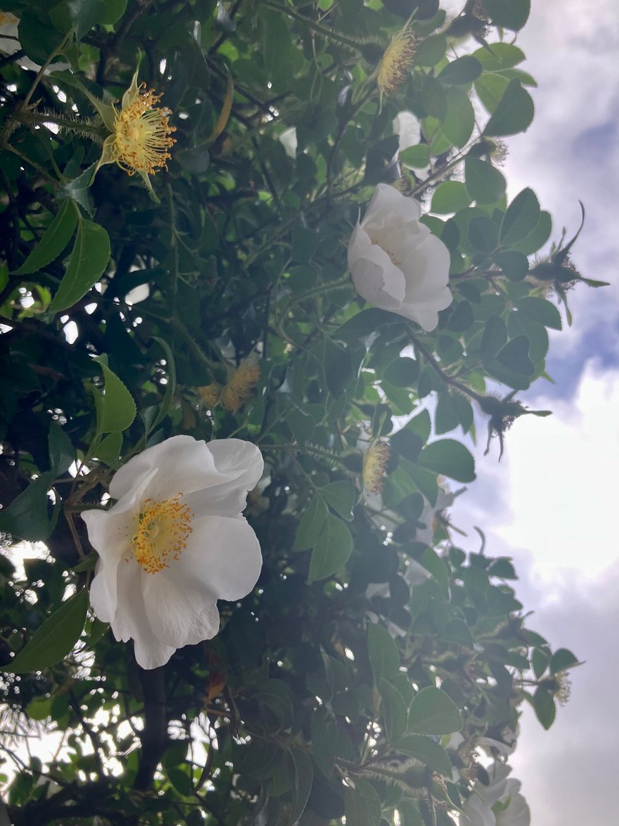 薔薇の季節

一重の花びら