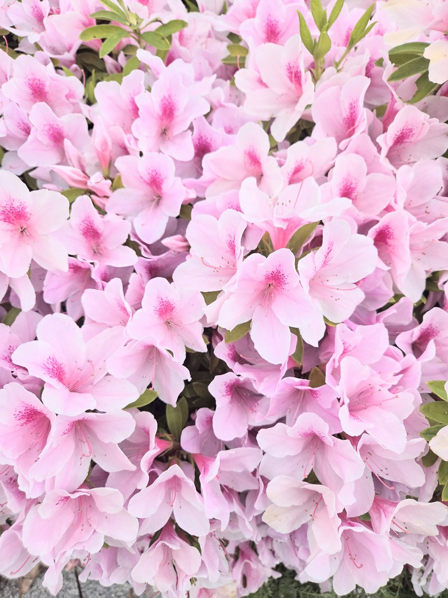 伊勢田みちこ tweet media