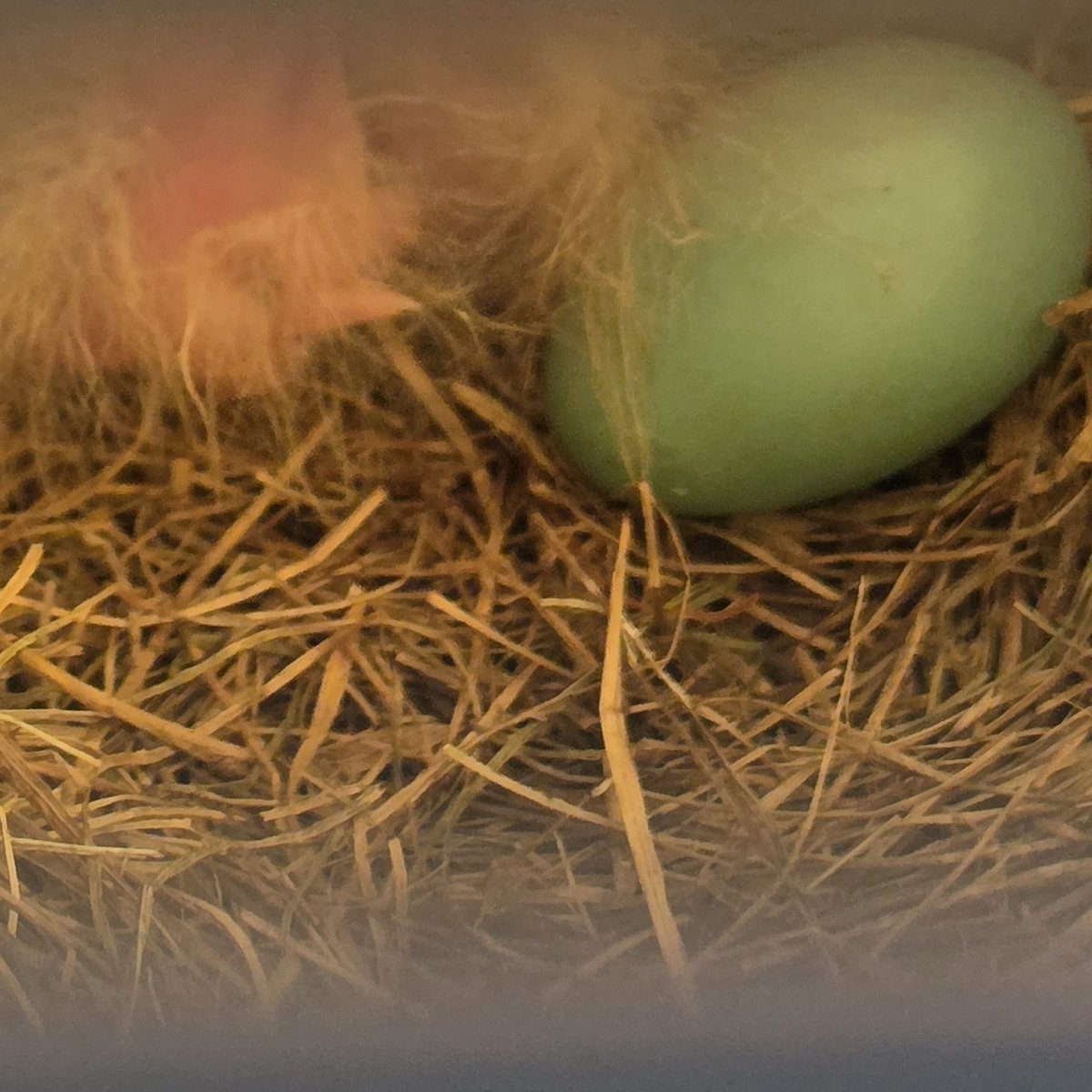 Zayne Li tweet media