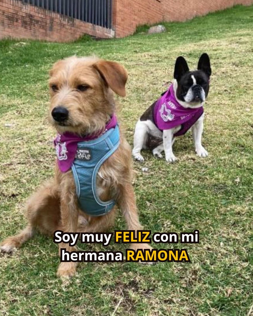 colitasfelicess's tweet photo. ¡MUTE: EL GUERRERO QUE NUNCA SE RINDIÓ! 🐾🔥
La historia de MUTE rompe el corazón: 4 FAMILIAS lo dejaron "vestido y alborotado". 💔 Esperó ilusionado en la puerta y nadie llegó. ¡4 veces le fallaron!
Pero el amor llegó con CLEMENCIA, quien lo recibió con los brazos abiertos. Hoy MUTE es feliz y amado junto a su hermanita RAMONA. 🏡🐕
¡Tú puedes cambiar un destino! ✨ ADOPTA o APADRINA en el LINK DE NUESTRO PERFIL. ¡Comparte este POST para salvar más vidas y que todos vean lo increíble de la ADOPCION! 🙏❤️
