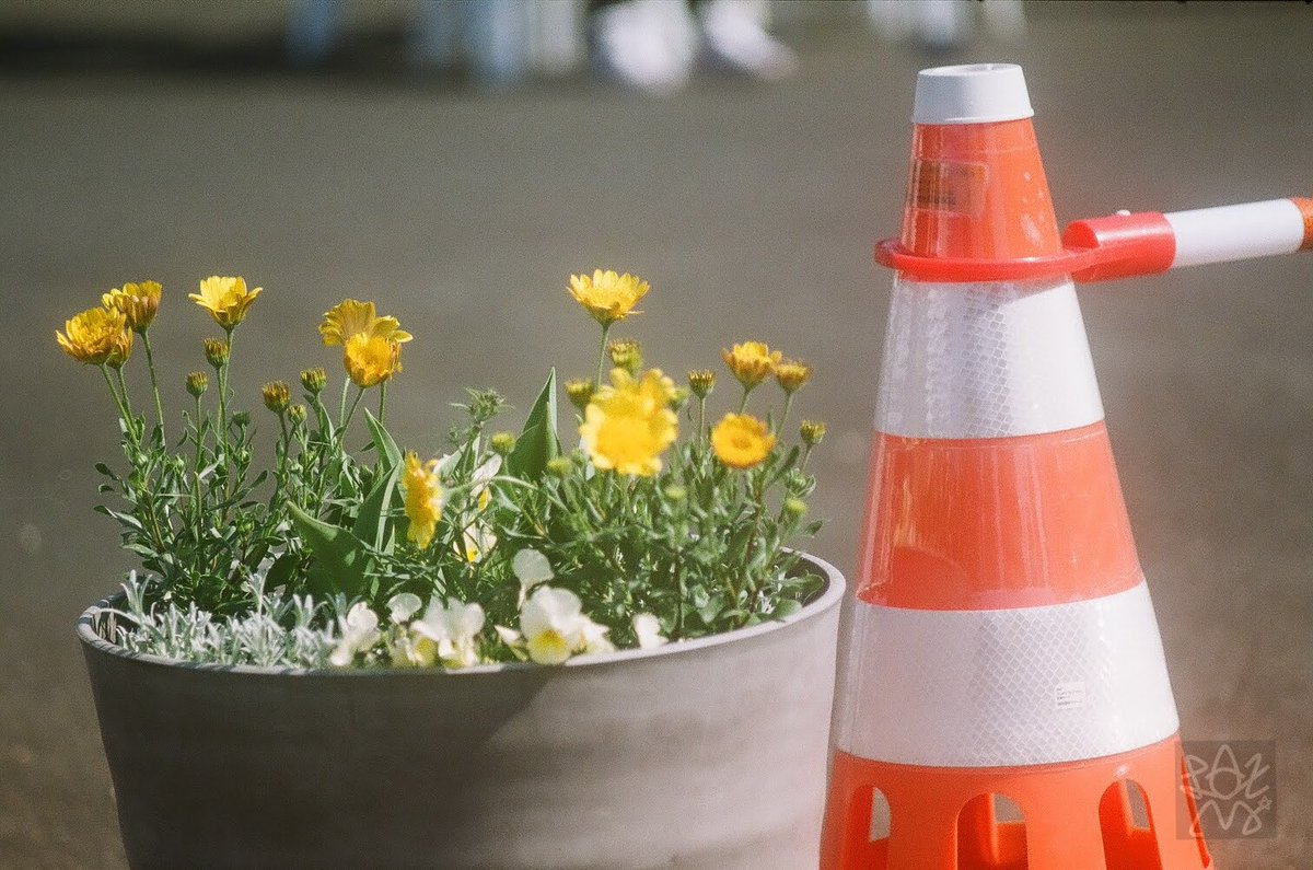 Laxmi777's tweet image. おはよ。
またまたリスキーなものをポチってしまったぜもくよ。

Konica FP  1962Japan
Konishiroku Hexanon135/3.5
Fuji 100 期限切れフィルム
#film #filmphotography #filmcamera #チャンプカメラ #フィルム写真 #フィルムカメラ