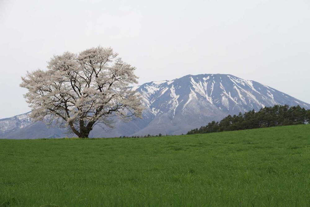 岩手県政150周年記念事業 tweet media