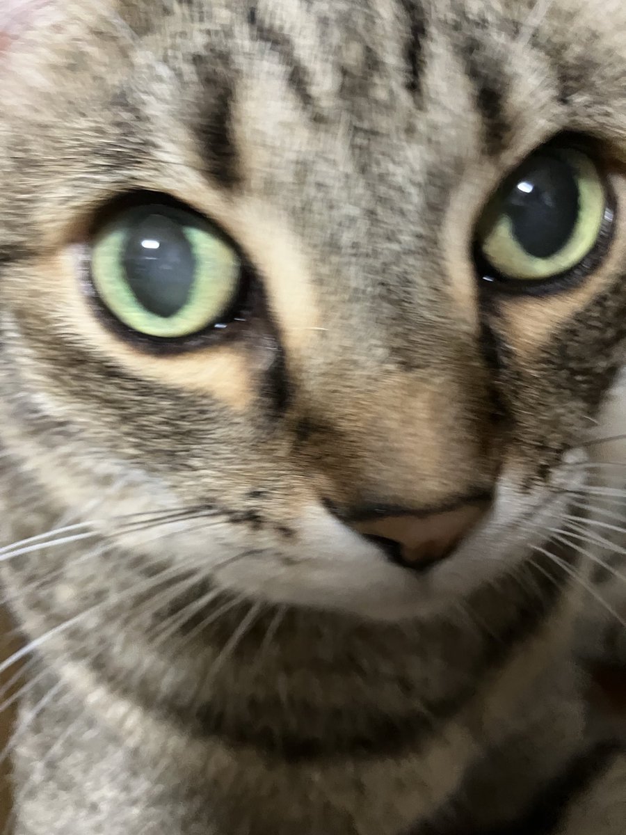 あい🐱💓 tweet media