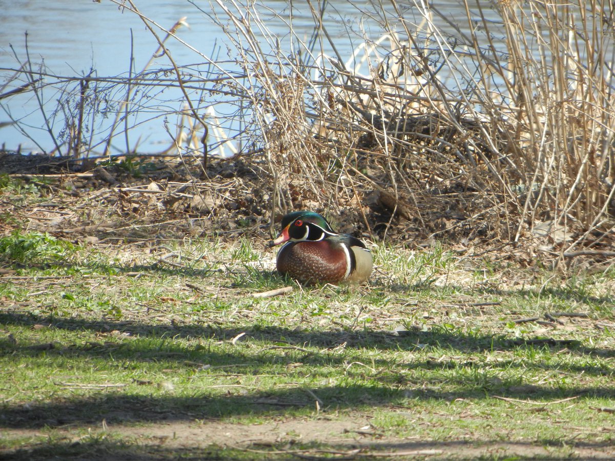 starshad0's tweet photo. happy earth day, go watch some birds and be grateful 🦆 https://t.co/XzCzIFnbh7