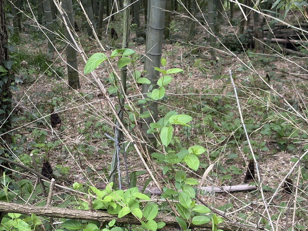 むーちゃん tweet media