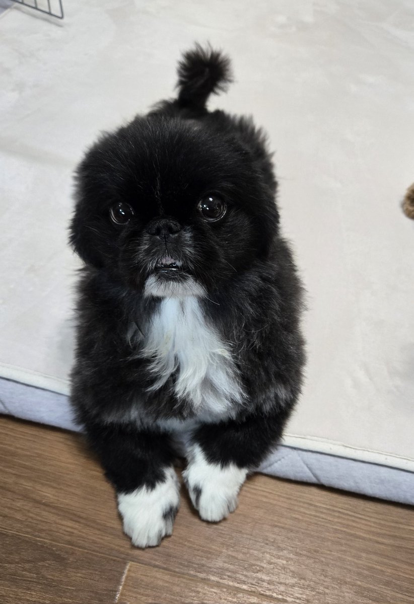 ペキ子⭐ tweet media