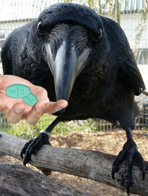 Corvids Daily tweet media
