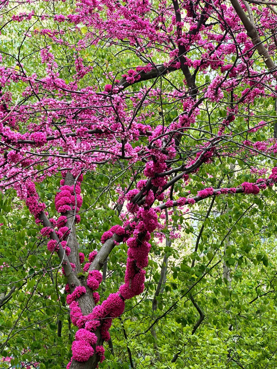 free_style_chef's tweet image. I can’t seem to stop eating desserts these days! Here’s a chocolate chunk walnut cookie I devoured today. 

Maybe I can distract you with this lovely grafted tree bloom I saw walking the High Line…?

#cookies #cookiemonster #nyc