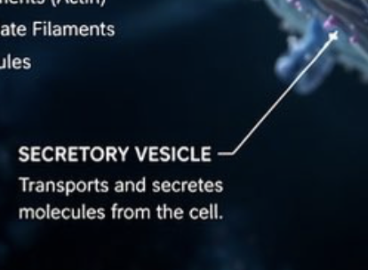 dwsir's tweet photo. @BoWang87 This is not a secretory vesicle: https://t.co/d5nXVnBdqd