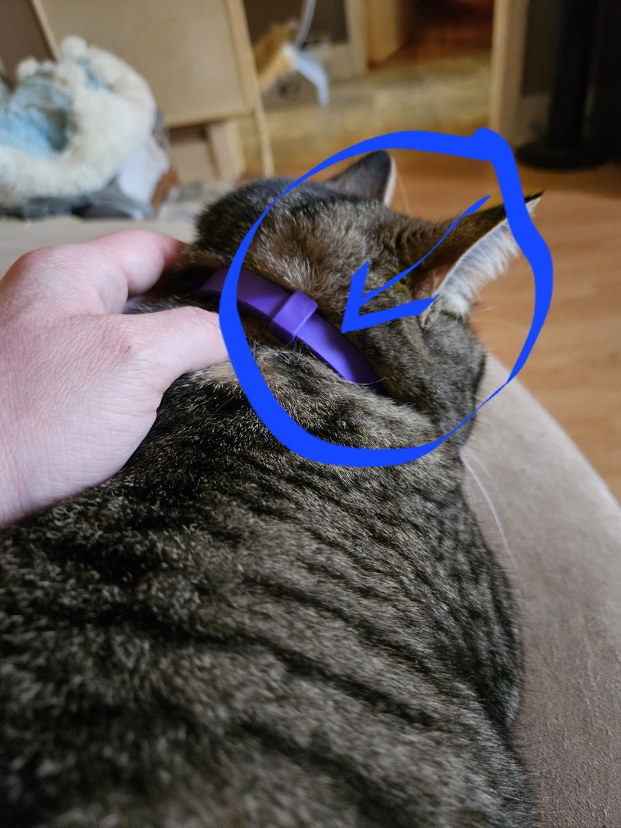 Marie-Pier Girard 🇨🇦🇺🇦🏳️‍🌈 tweet media