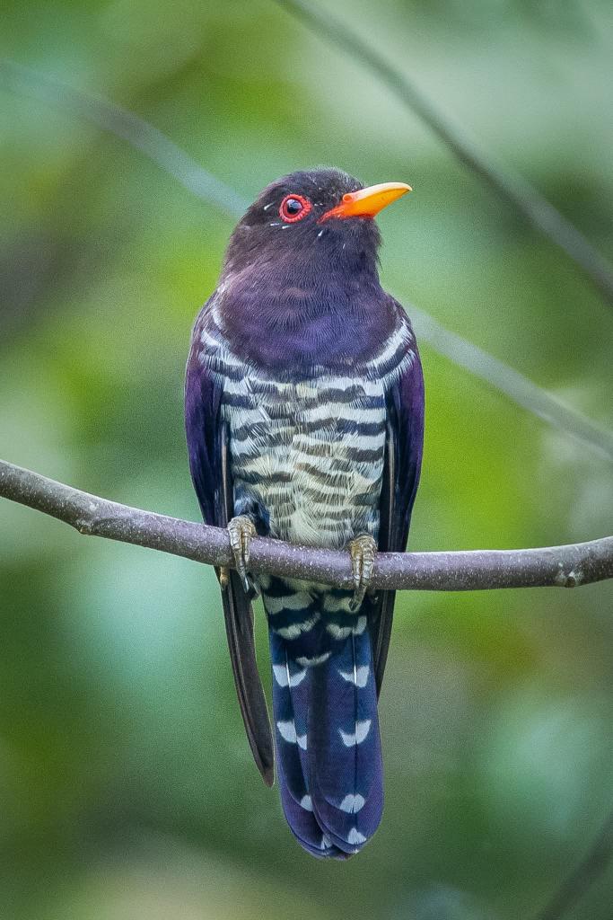 BP_Chua's tweet image. Violet Cuckoo
#Bird #nature #wildlife #animal #photography #cuckoo