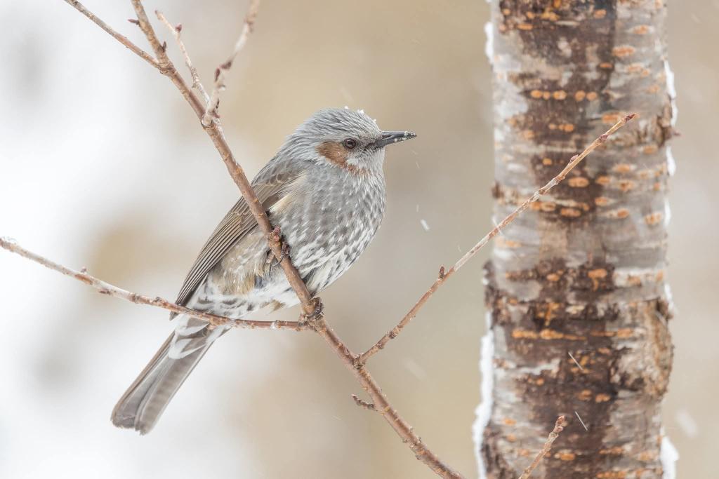 BP_Chua's tweet image. Brown-eared Bulbul
#bird #nature #wildlife #animal #photography #bulbul