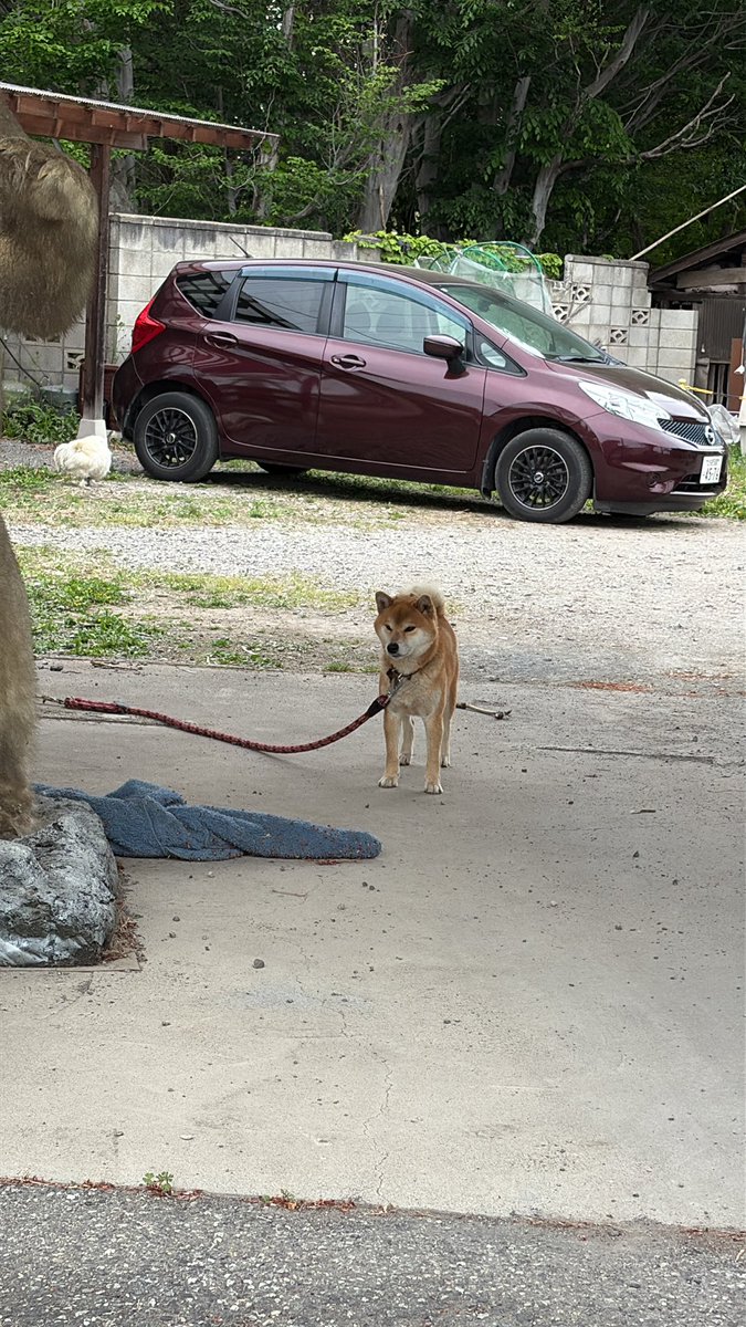 yamapochi tweet media