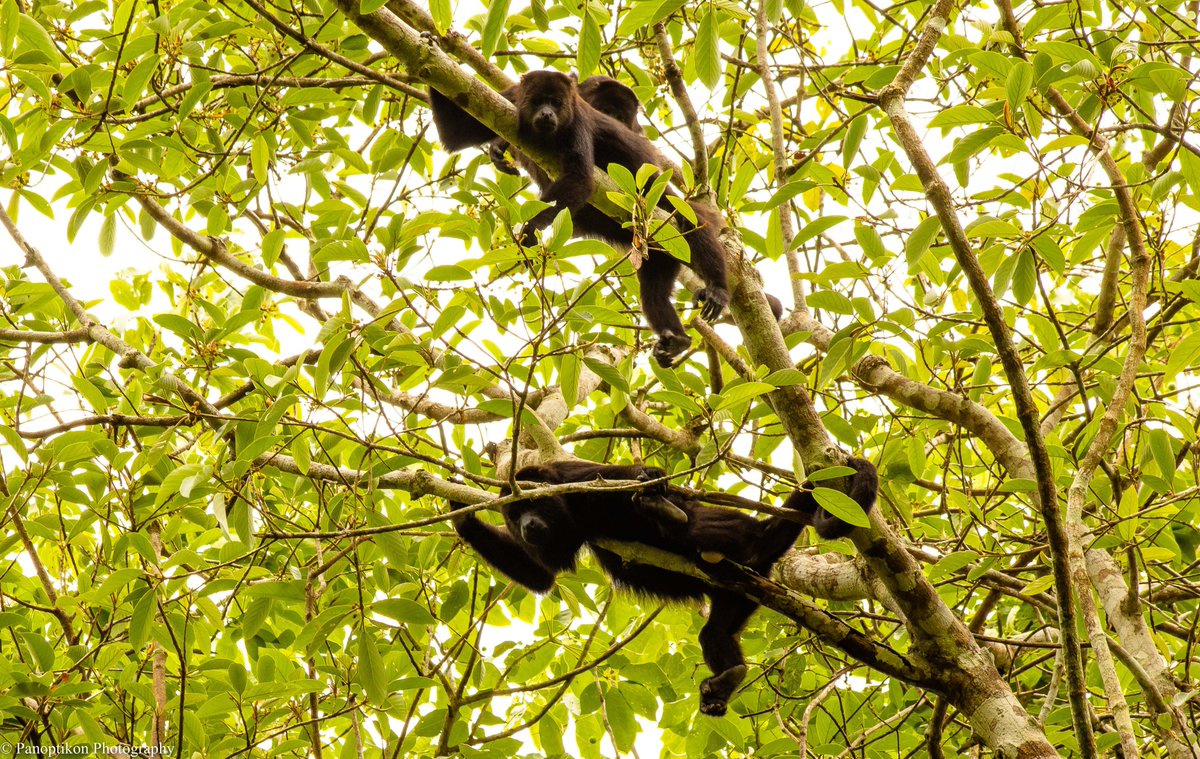 PhotoPanoptikon's tweet image. The #wildlife I photographed when exploring the Mayan ruins of #Tikal, #Guatemala...

Featuring: a Coati; Howler Monkeys; and a Toucan.

@PhotoPanoptikon 

#wildlifephotography #travelphotography