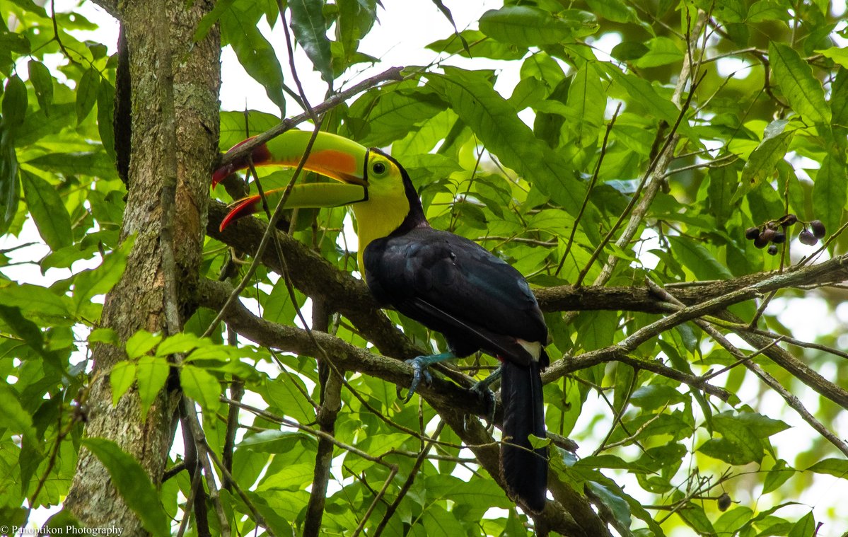 PhotoPanoptikon's tweet image. The #wildlife I photographed when exploring the Mayan ruins of #Tikal, #Guatemala...

Featuring: a Coati; Howler Monkeys; and a Toucan.

@PhotoPanoptikon 

#wildlifephotography #travelphotography